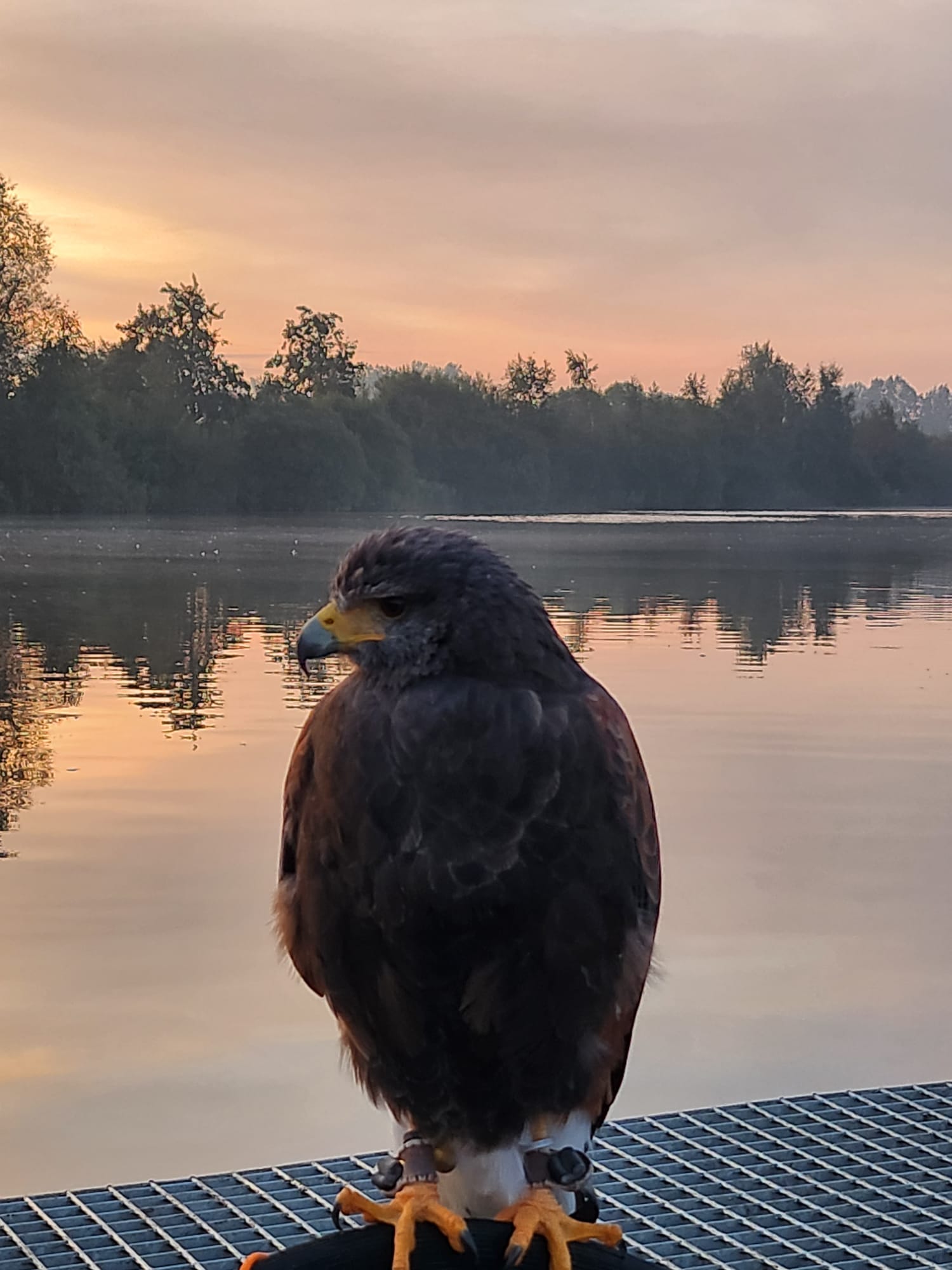 Harris hawk bij het water tijdens zonsopgang