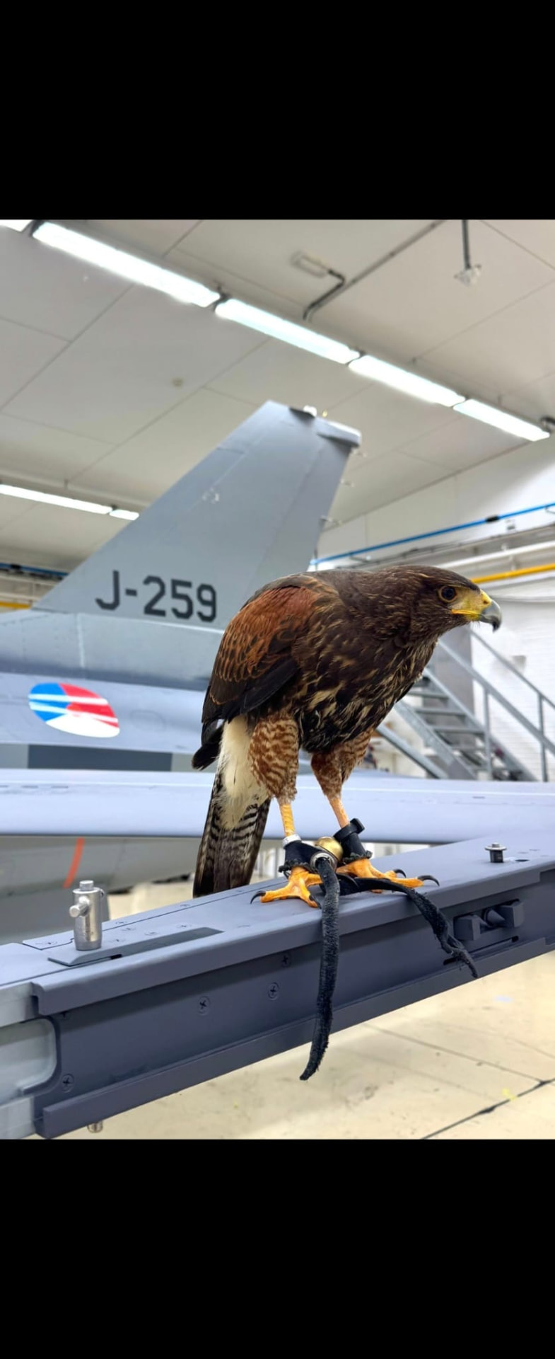 Roofvogel bij hangar met vliegtuig