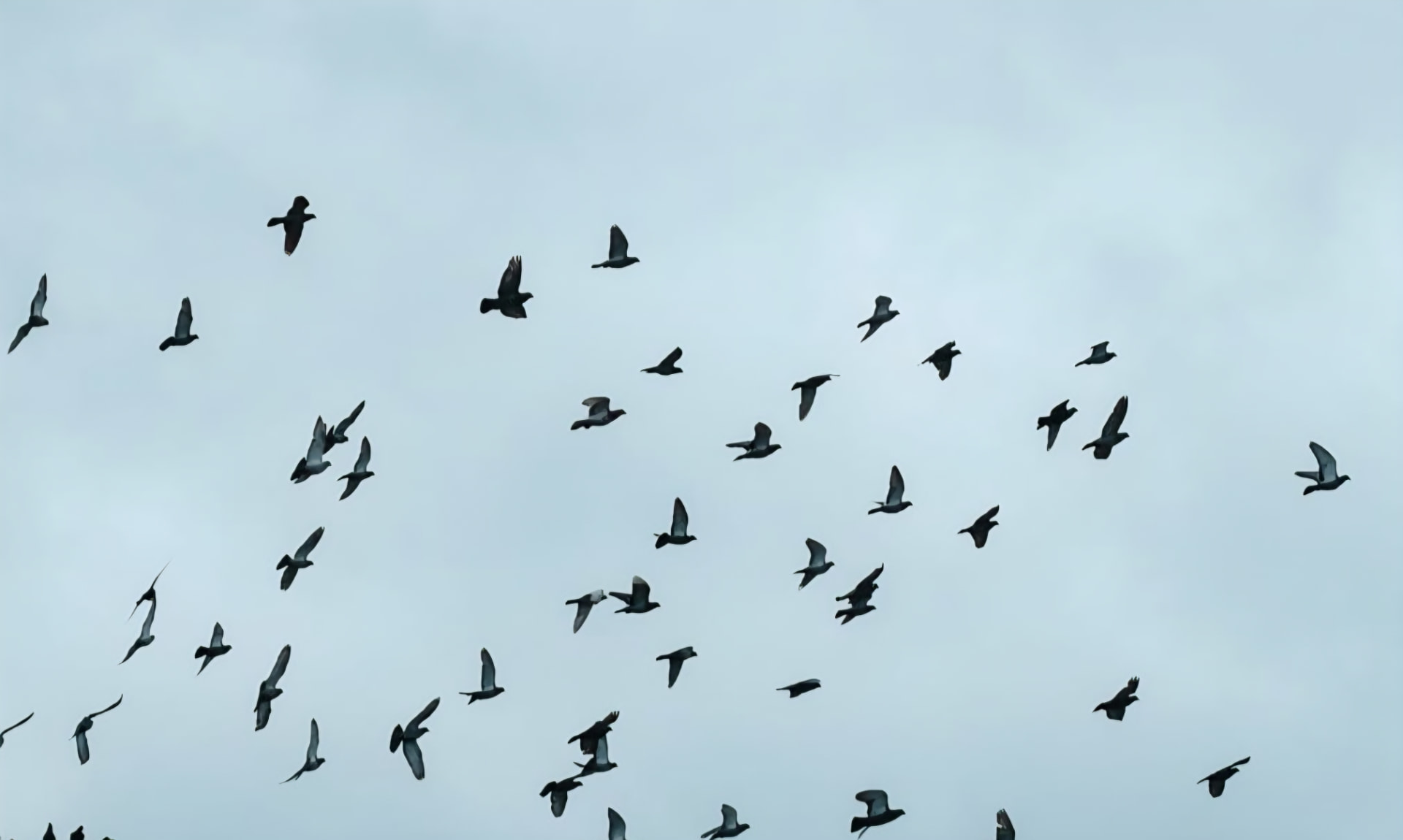 Duiven in vlucht tegen een lichte lucht