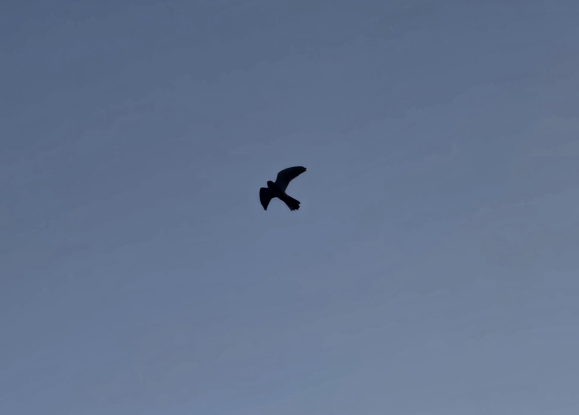 Roofvogel in vlucht tegen blauwe lucht