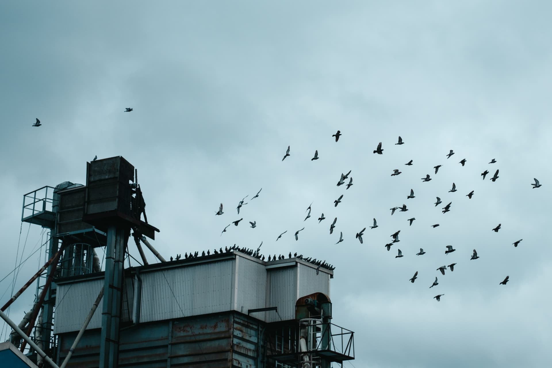 Roofvogel in vlucht tegen blauwe lucht